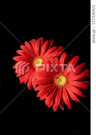 光を浴びる真っ赤なガーベラの花びらの素材 137330422