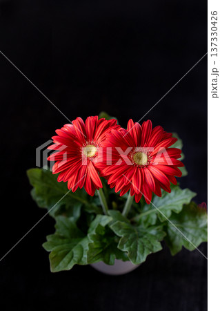 光を浴びる真っ赤なガーベラの花びらの素材 137330426