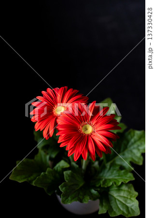 光を浴びる真っ赤なガーベラの花びらの素材 137330428
