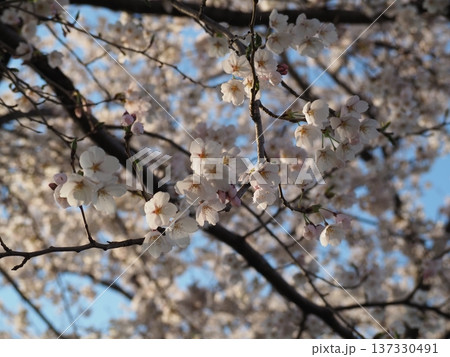咲き始めた桜 137330491