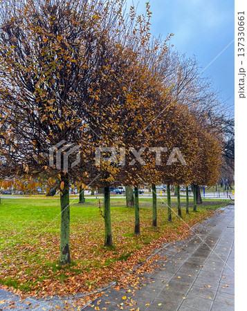 Rows of trees with autumn leaves in a park during fall season 137330661