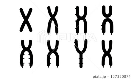 Black Solid Chromosome X and Y Silhouettes Set of Six on White Background Black Solid Chromosome X and Y Silhouettes Set of Six on White Background 137330874