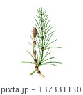Horsetail plant with sprout watercolor illustration. Hand drawn Equisetum arvense medicinal plant vintage style botanical detailed illustration. Field horsetail herb isolated on white background 137331150