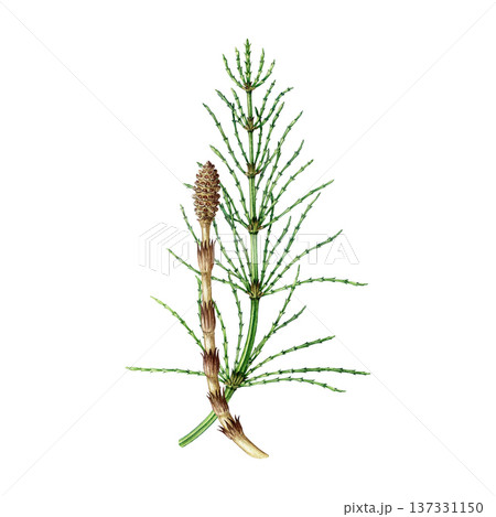 Horsetail plant with sprout watercolor illustration. Hand drawn Equisetum arvense medicinal plant vintage style botanical detailed illustration. Field horsetail herb isolated on white background 137331150
