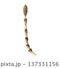 Horsetail plant sprout on white background watercolor illustration. Hand drawn Equisetum arvense medicinal plant stem vintage style botanical illustration. Field horsetail herbal medicine ingredient 137331156