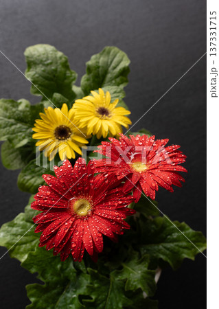 ガーベラの花びら 137331715