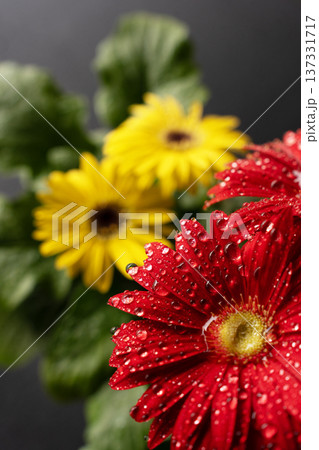 ガーベラの花びら ガーベラの花びら 137331717