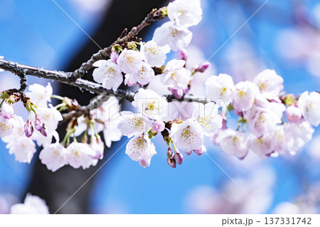 青空バックの桜 137331742