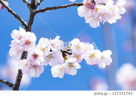 青空バックの桜 青空バックの桜 137331743