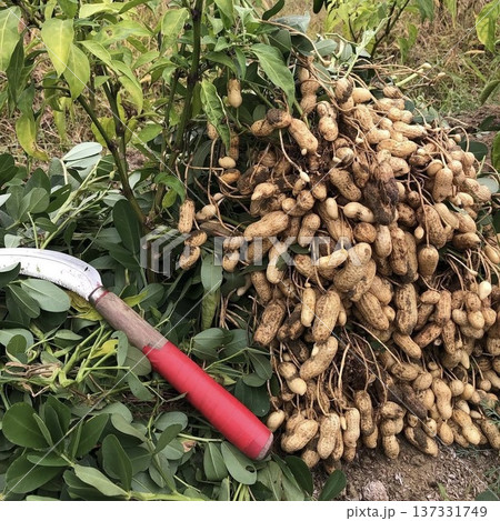 落花生収穫 落花生収穫 137331749