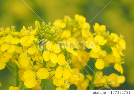 菜の花のある風景 菜の花のある風景 137331781
