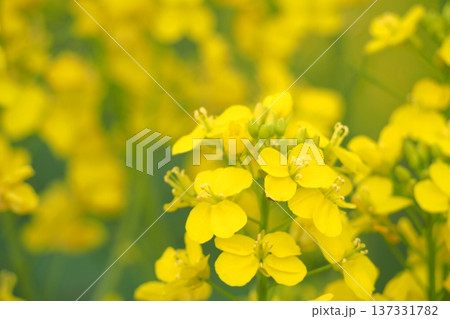 菜の花のある風景 137331782