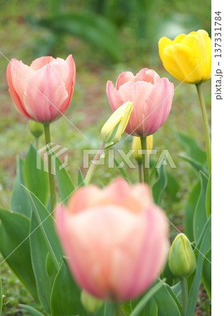 春の花壇に咲くピンク色のチューリップ 春の花壇に咲くピンク色のチューリップ 137331784