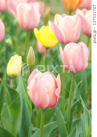 春の花壇に咲くピンク色のチューリップ 春の花壇に咲くピンク色のチューリップ 137331787
