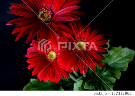 光の中の真っ赤なガーベラの花素材 137331960