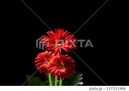 光の中の真っ赤なガーベラの花素材 137331966