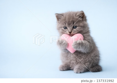 Cute gray kitten holding a pink heart symbolizing love affection and tenderness on soft pastel background 137331992