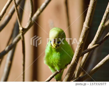 Bright green budgerigar perched on branches in soft sunlight 137332077