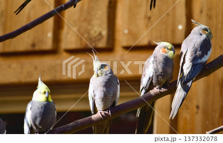 Group of cockatiel parrots perched on a wooden fence in the sun 137332078