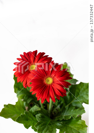 真っ赤なガーベラの花びらの白抜き素材 137332447