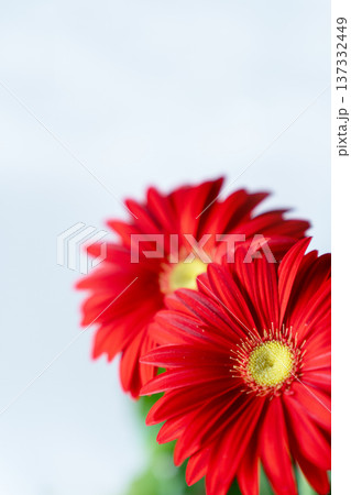 真っ赤なガーベラの花びらの白抜き素材 137332449