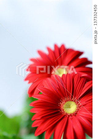 真っ赤なガーベラの花びらの白抜き素材 137332450