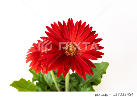 真っ赤なガーベラの花びらの白抜き素材 137332454