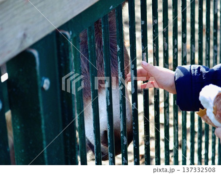 Child's hand reaching out to a bird through a cage fence 137332508
