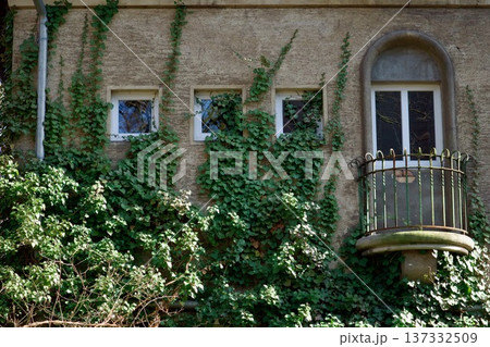 Old brick building facade covered with green ivy and a classic balcony. 137332509