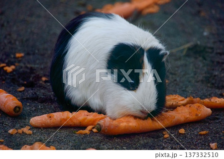 Black and white guinea pig eating fresh carrots outdoors Black and white guinea pig eating fresh carrots outdoors 137332510