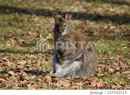 Wallaby sitting on the ground covered with dry autumn leaves in a park 137332513