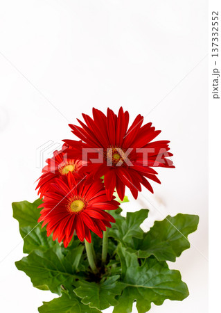 真っ赤なガーベラの花びらの白抜き素材 137332552