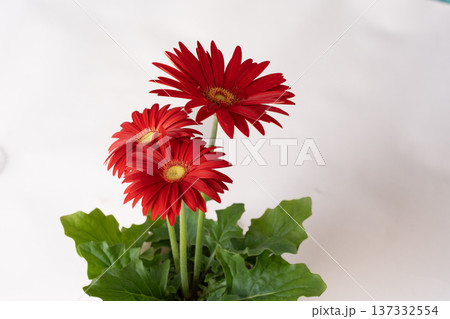 真っ赤なガーベラの花びらの白抜き素材 真っ赤なガーベラの花びらの白抜き素材 137332554