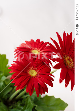 真っ赤なガーベラの花びらの白抜き素材 真っ赤なガーベラの花びらの白抜き素材 137332555