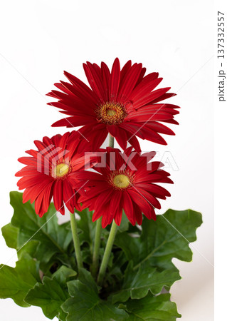 真っ赤なガーベラの花びらの白抜き素材 真っ赤なガーベラの花びらの白抜き素材 137332557