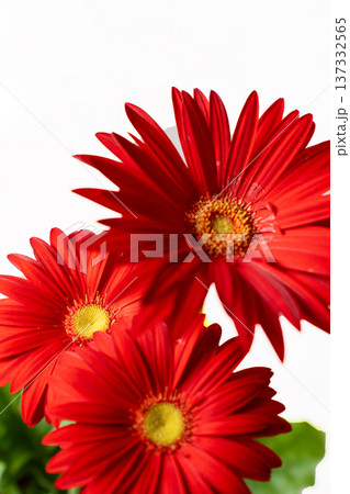真っ赤なガーベラの花びらの白抜き素材 137332565