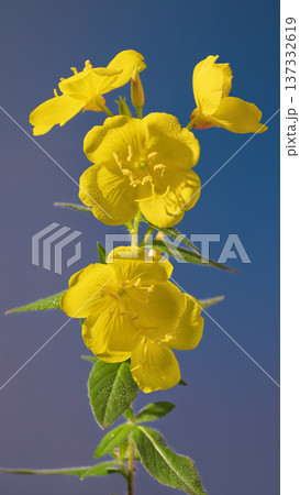 Colorful bunch of tall yellow buttercups arranged vertically on softly toned blue background 137332619