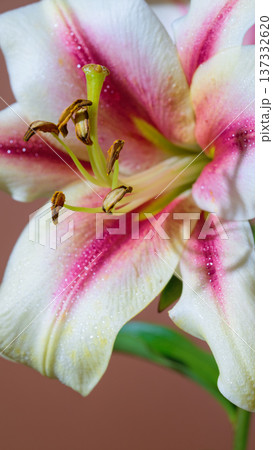 Pink floral elegance. Delicate pink oriental lily against warm background with scent inspiration 137332620