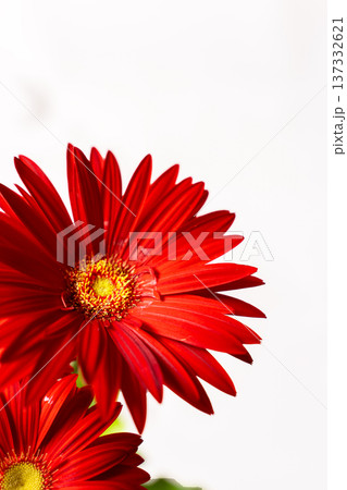 真っ赤なガーベラの花びらの白抜き素材 137332621