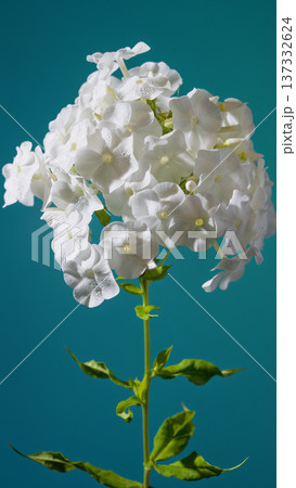 Photograph displaying dense group of white phlox flowers against teal surface with intricate detail Photograph displaying dense group of white phlox flowers against teal surface with intricate detail 137332624