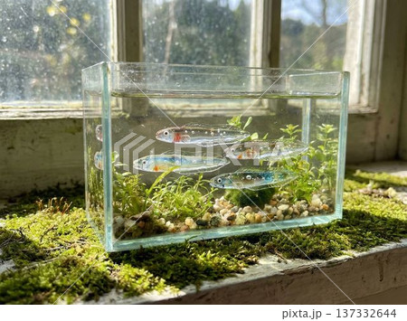 小さな水槽で泳ぐガラス細工のミニ鱧（はも）たち 137332644