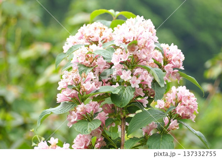 ピンクのタニウツギの花 ピンクのタニウツギの花 137332755