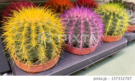 Row of decorative golden barrel cacti with vibrant yellow and purple dyed spines in small brown pots. 137332787