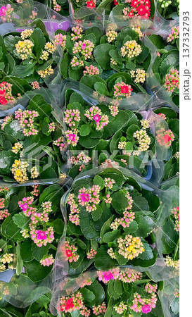 Top view of colorful blooming Kalanchoe flowers in plastic wrap at a flower market or garden center. Top view of colorful blooming Kalanchoe flowers in plastic wrap at a flower market or garden center. 137332793