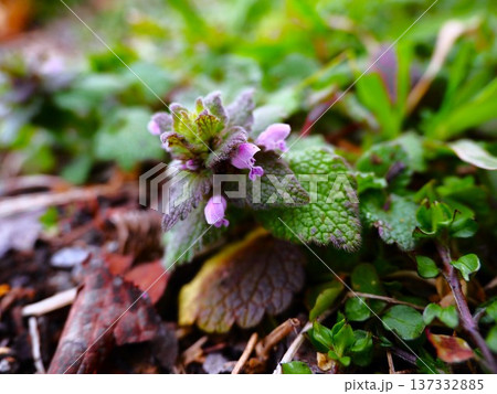 荒川河川敷に春の訪れを告げるヒメオドリコソウ 137332885