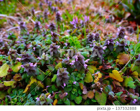 荒川河川敷に春の訪れを告げるヒメオドリコソウ 荒川河川敷に春の訪れを告げるヒメオドリコソウ 137332888