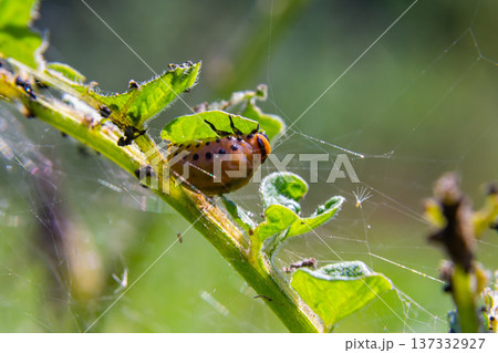 Insects exploring a green plant with webs in a natural environment during daylight hours 137332927