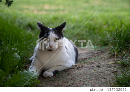 Stray cat lounging on a path in Bucharest park during a sunny afternoon, showcasing its unique black and white coat Stray cat lounging on a path in Bucharest park during a sunny afternoon, showcasing its unique black and white coat 137332931
