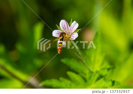 Bee collecting pollen from a small pink flower surrounded by vibrant green foliage in a sunny meadow during springtime Bee collecting pollen from a small pink flower surrounded by vibrant green foliage in a sunny meadow during springtime 137332937
