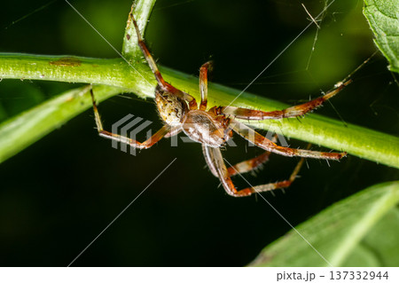 Close-up view of a spider resting on a green plant stem in natural habitat during daylight hours Close-up view of a spider resting on a green plant stem in natural habitat during daylight hours 137332944